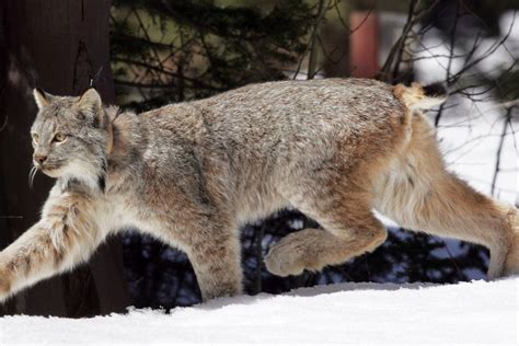 US proposes plan to protect the snow-dependent Canada lynx before warming shrinks its habitat